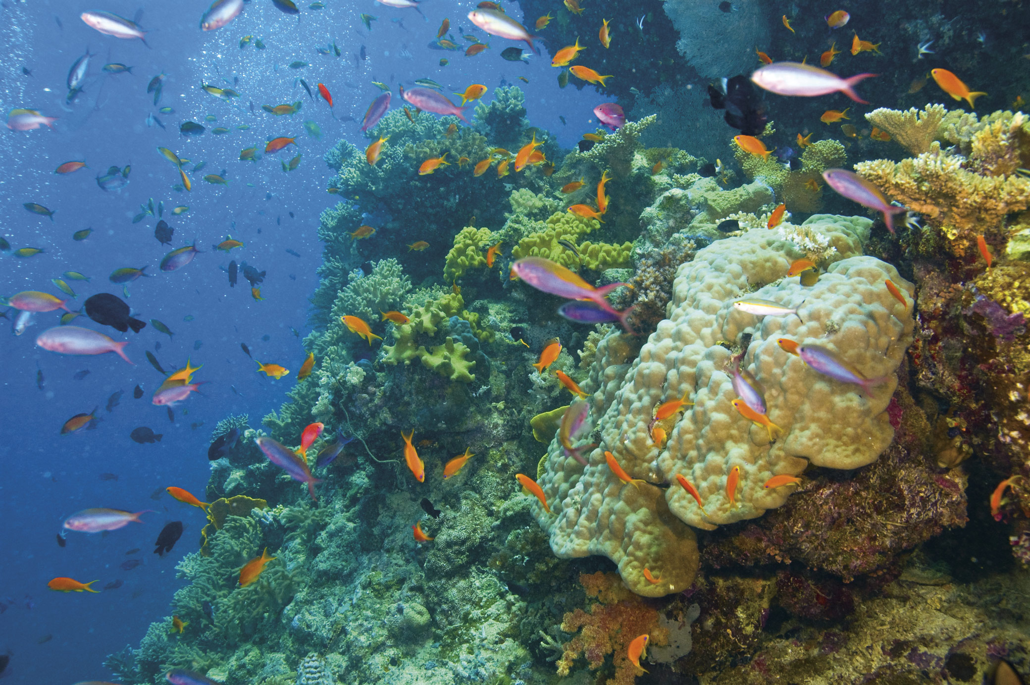 Beautiful Great Barrier Reef fish and coral